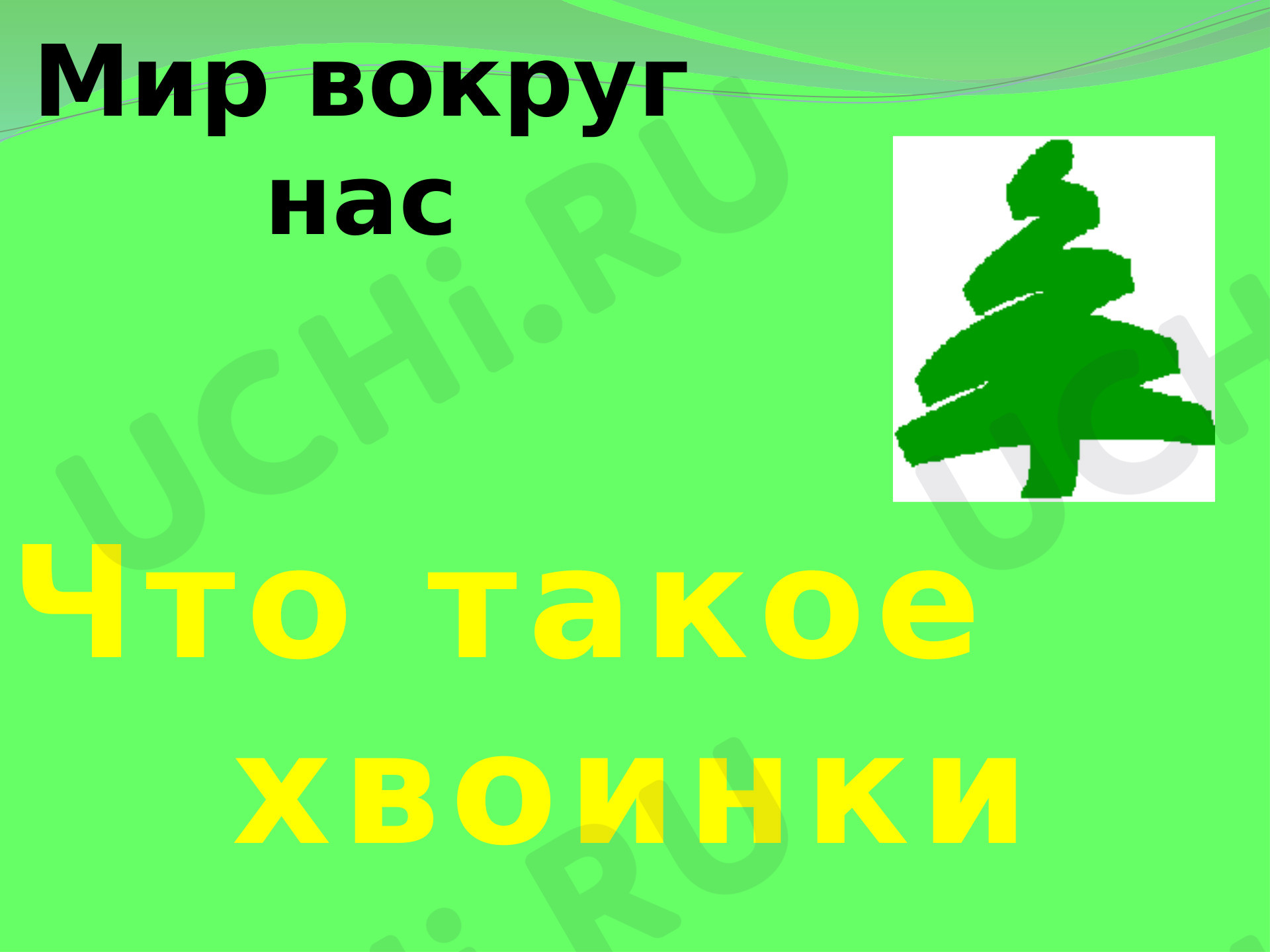 Предпросмотр материала Что такое хвоинки