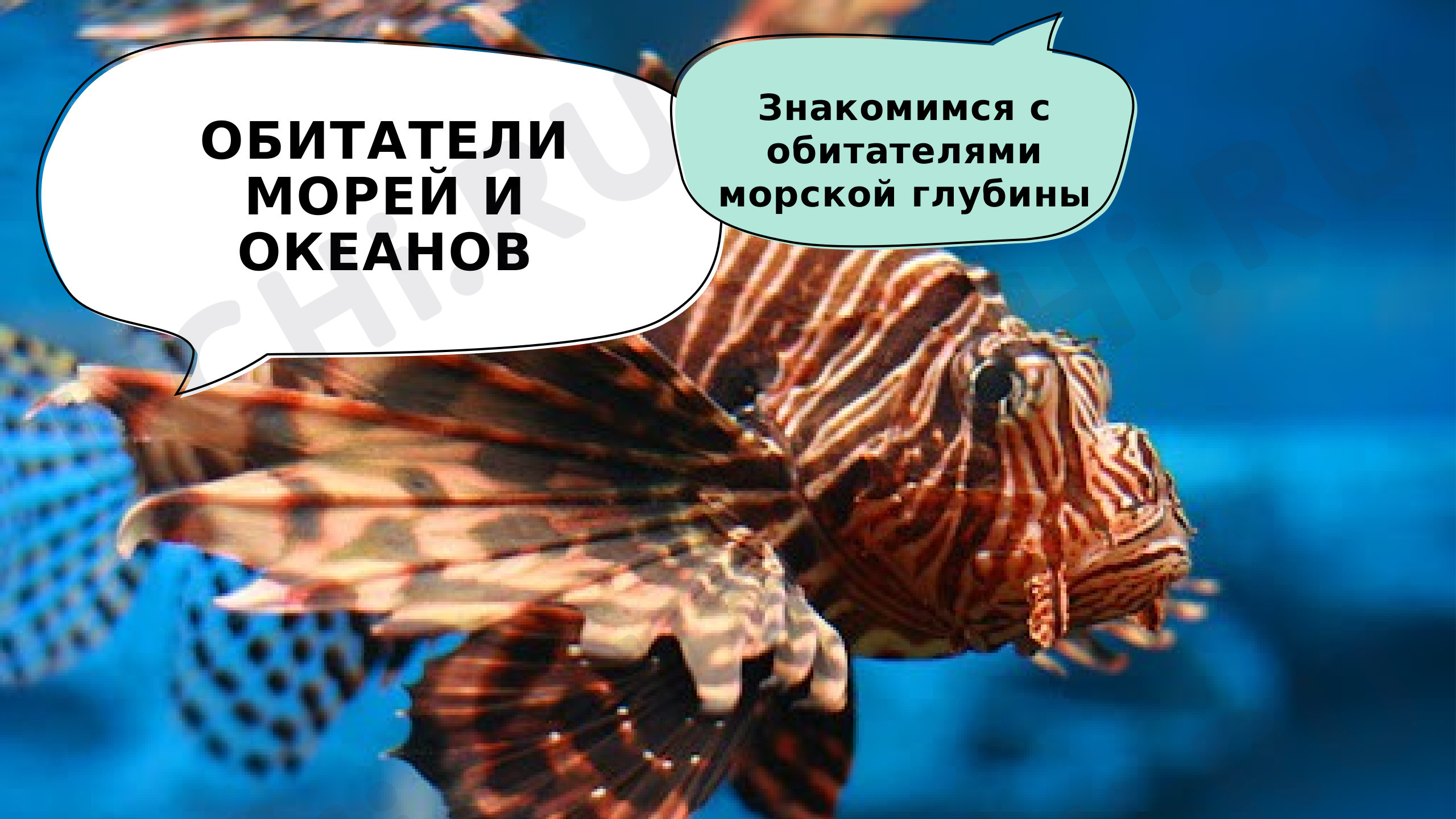 Предпросмотр материала Обитатели морей и океанов