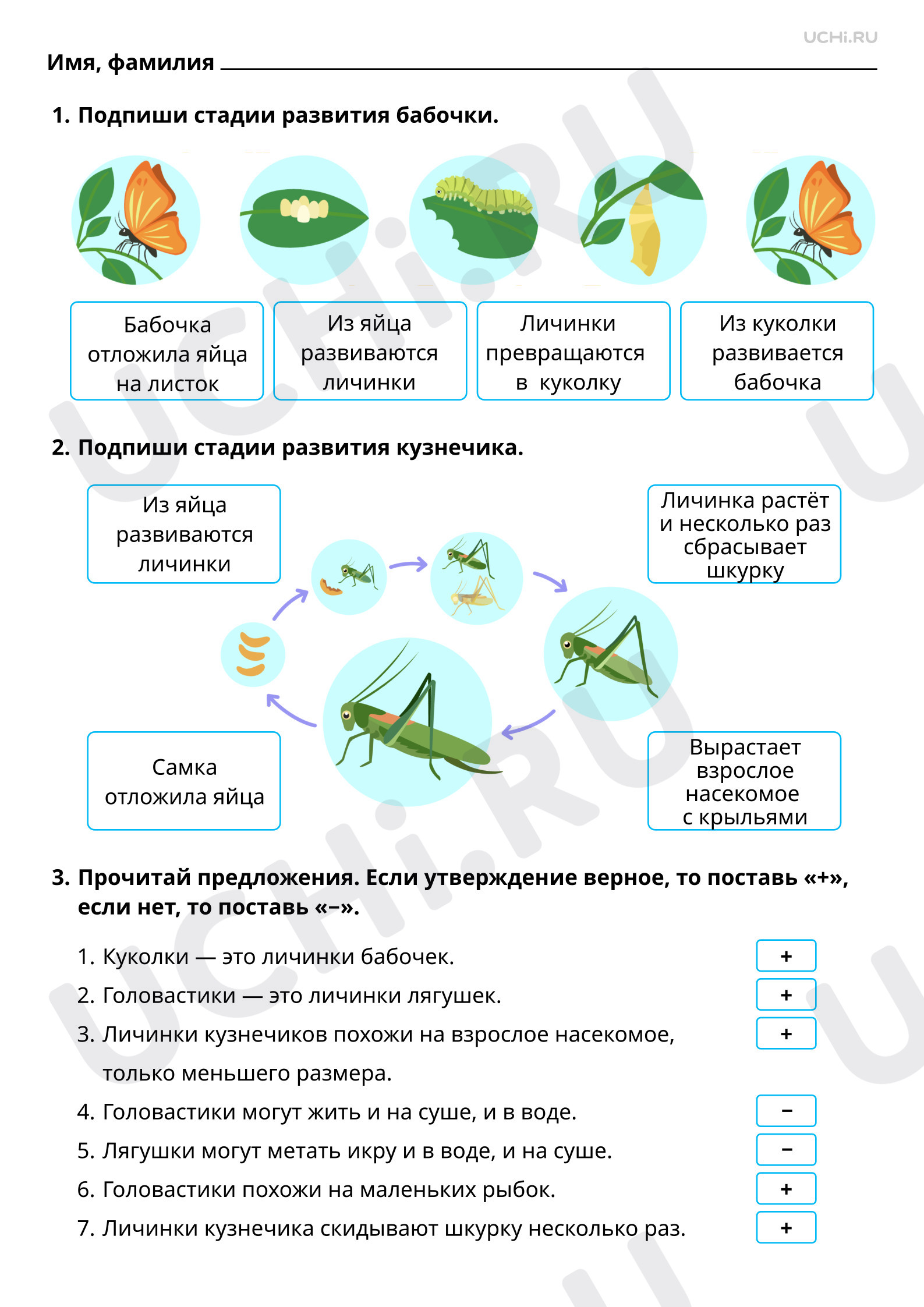 Предпросмотр материала Животные и их потомство. Ответы
