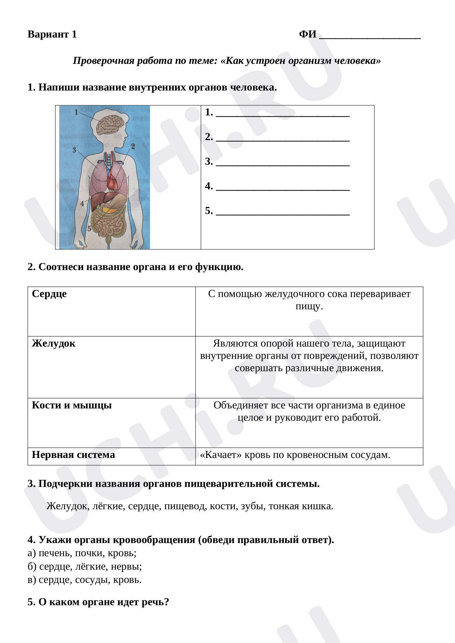 Предпросмотр материала Как устроен организм человека