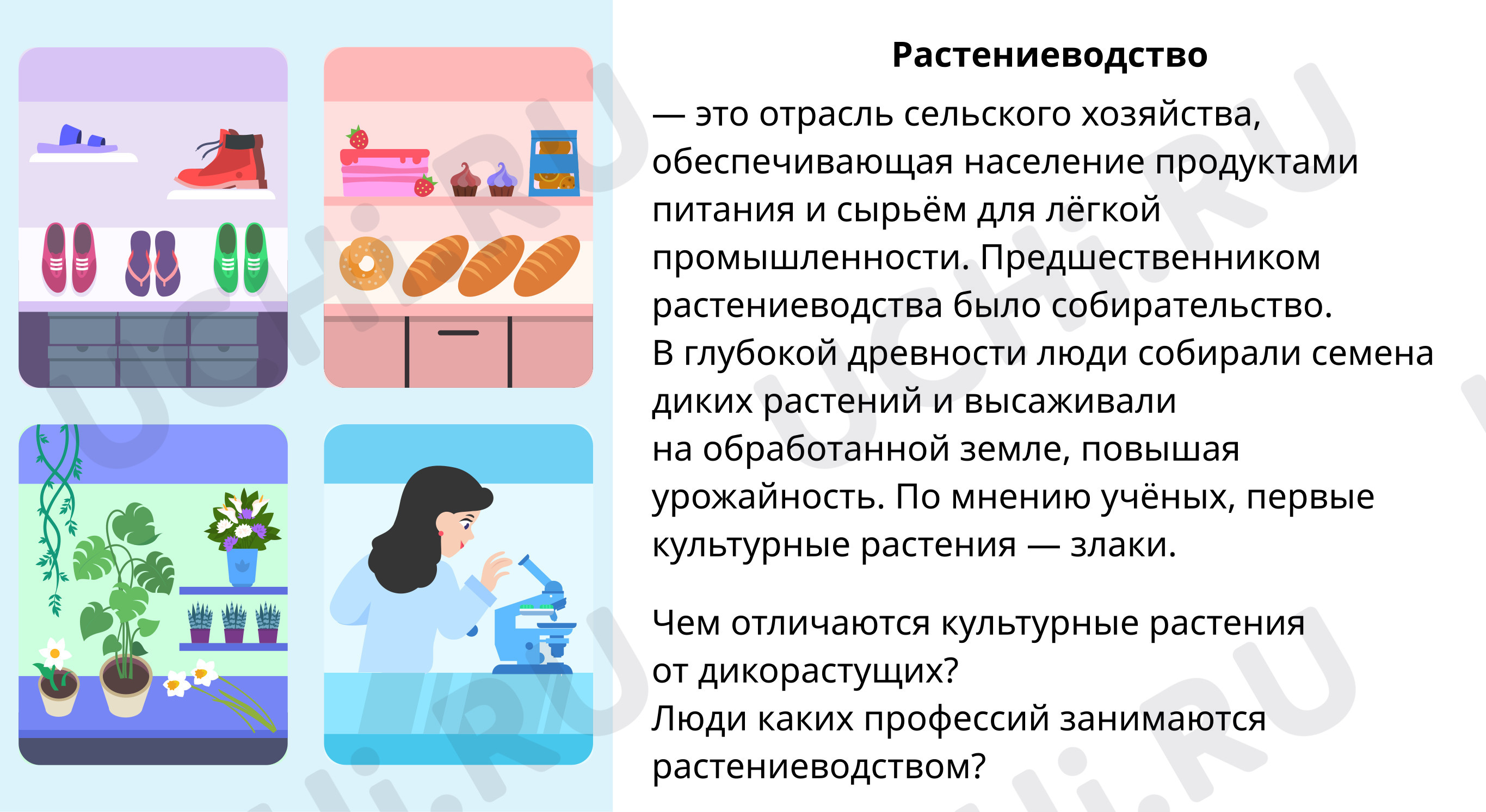 Презентация №1 для урока “Отрасли растениеводства” по окружающему миру ...