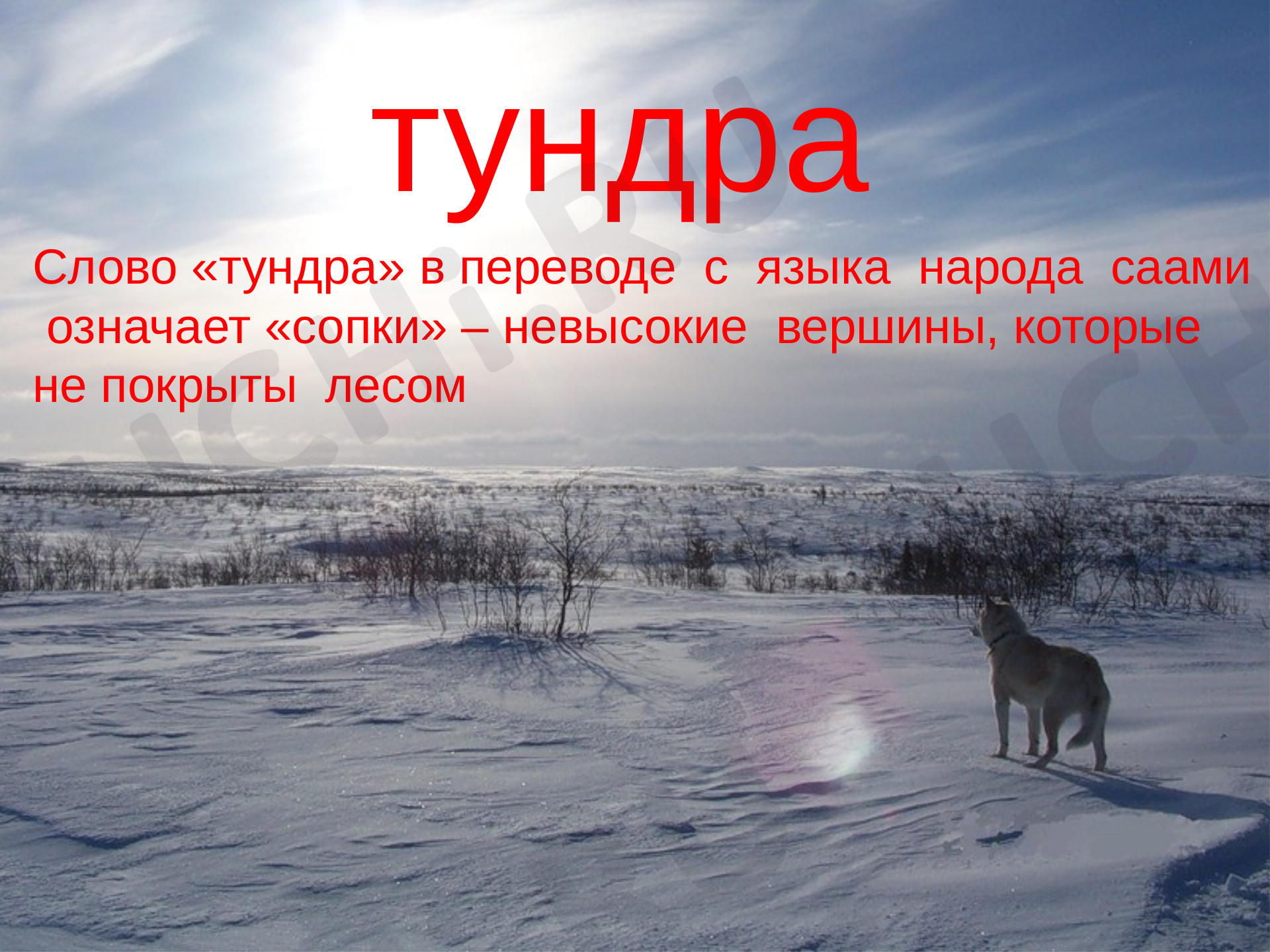 Предпросмотр материала Презентация к уроку окружающего мира по теме: Природные зоны. Тундра.