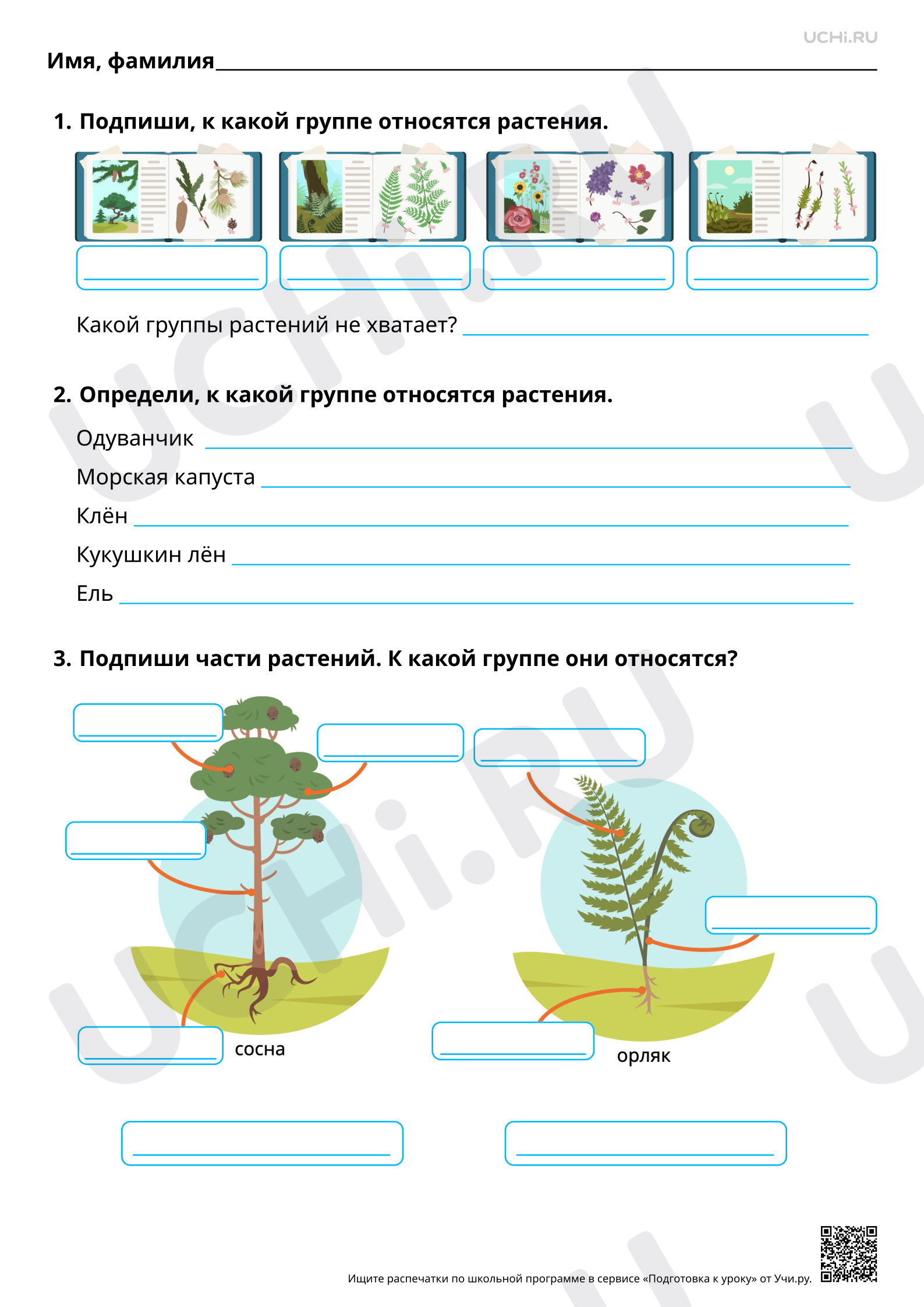 Предпросмотр материала Разнообразие растений. Базовый уровень