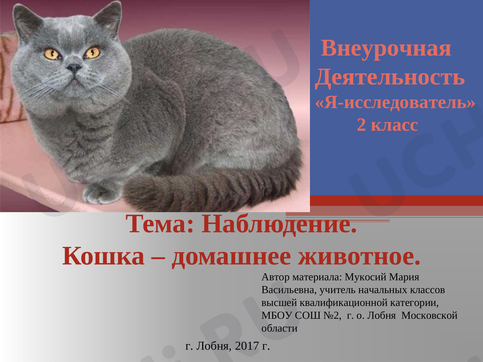 Предпросмотр материала Внеурочная  деятельность «Кошка – домашнее животное» 2 класс