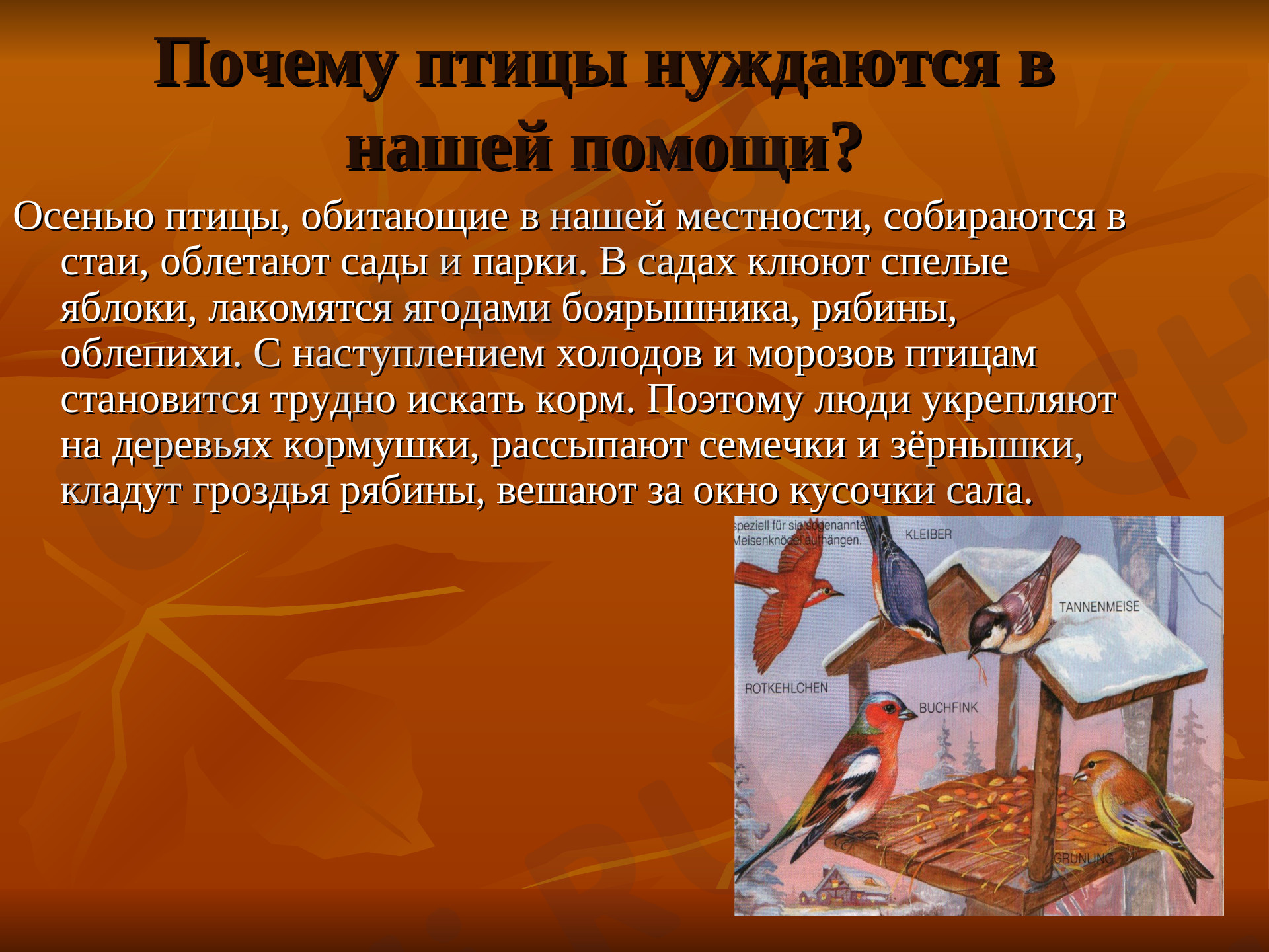 Как птицы помогают людям. Проект как помочь птицам зимой. Какую пользу приносят птицы. Как птицы помогают людям. Как птицы помогают людям.