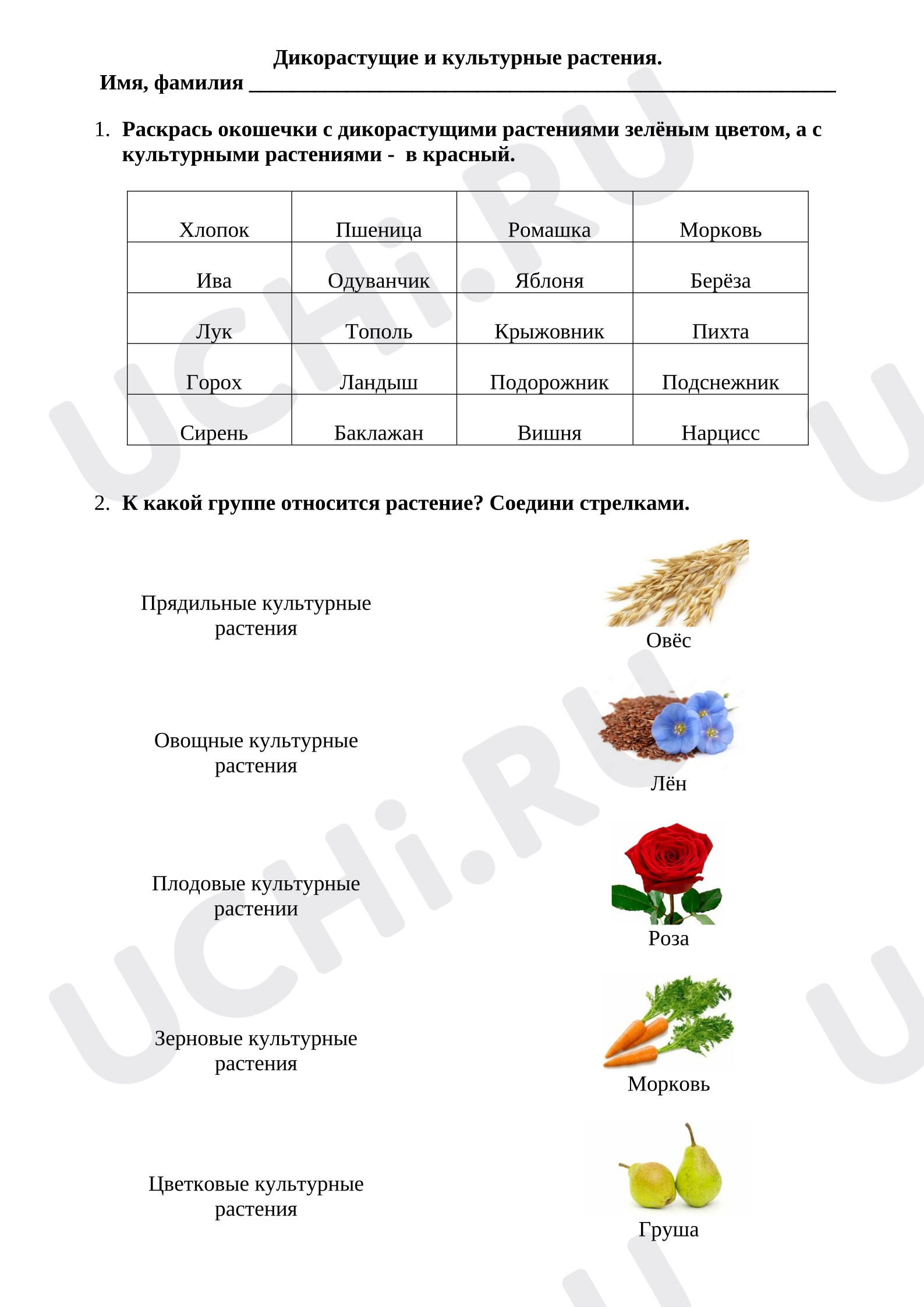 Предпросмотр материала Рабочие листы к уроку окружающего мира. Дикорастущие и культурные растения.
