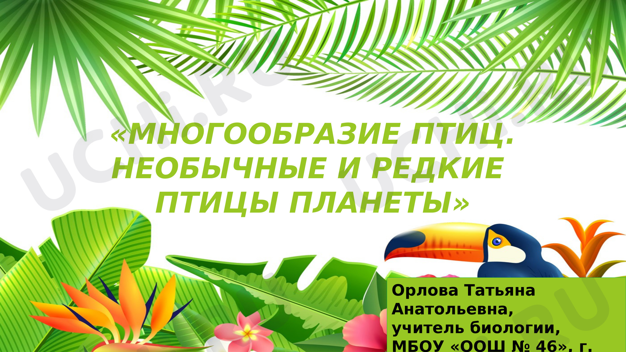 Предпросмотр материала Презентация "Многообразие птиц"