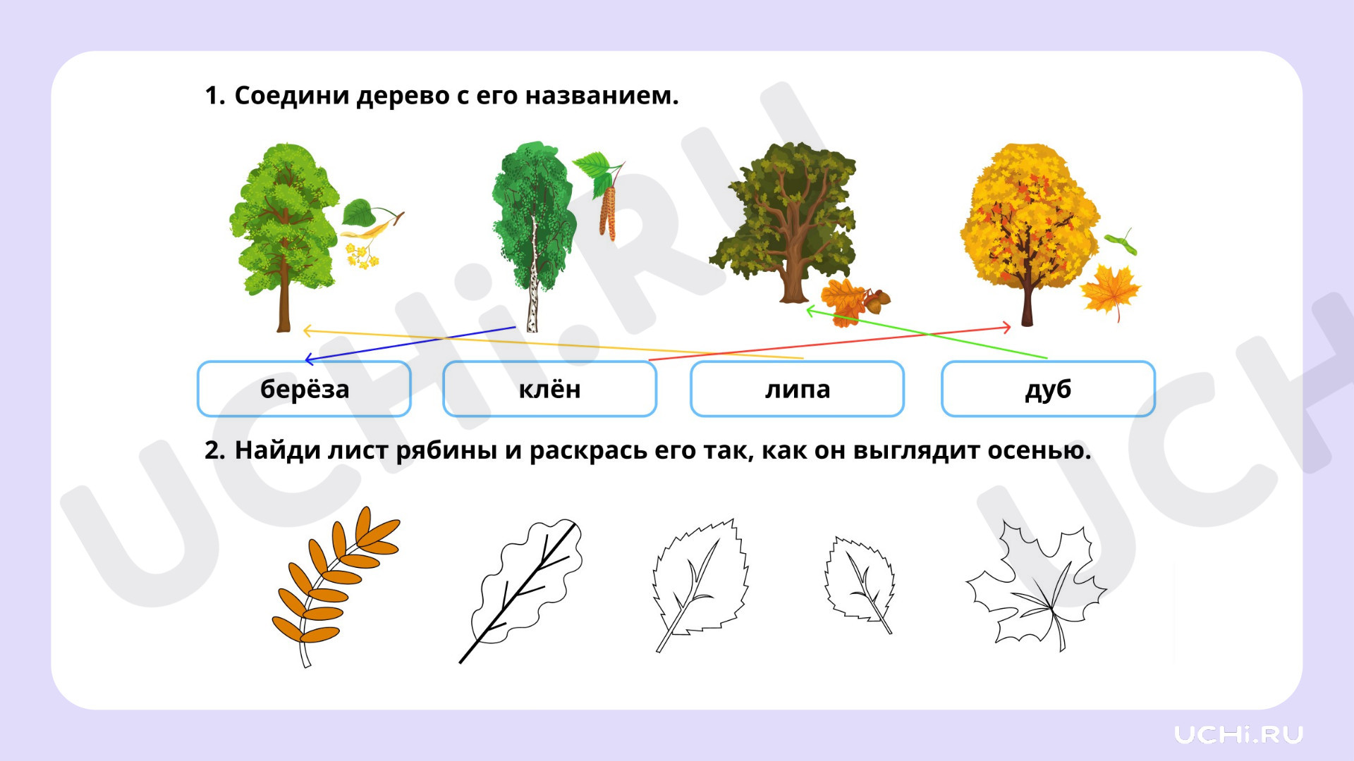 Рабочие листы по теме «Особенности лиственных растений: узнавание, краткое  описание. Лиственные деревья нашего края». Базовый уровень: Особенности  лиственных деревьев: узнавание, краткое описание. Лиственные деревья нашего  края | Учи.ру