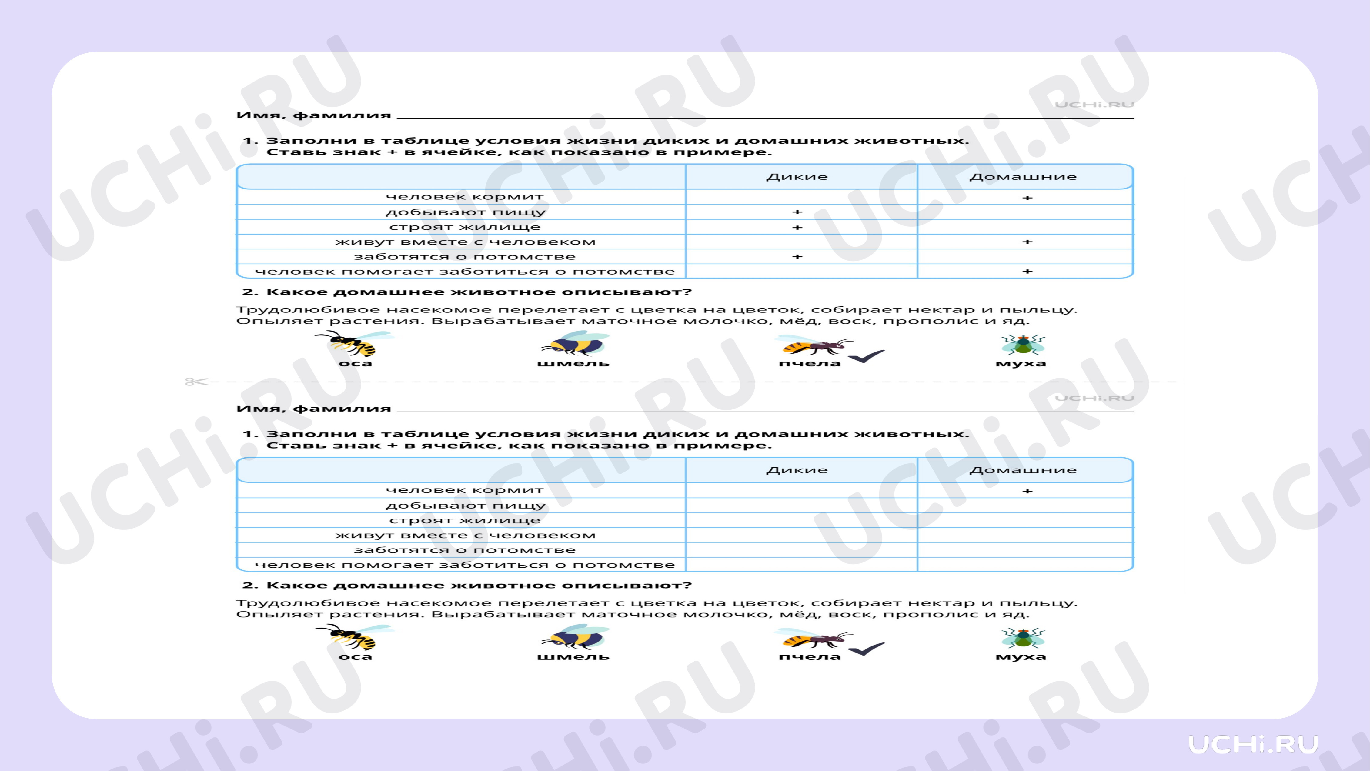 Рабочие листы по теме «Домашние и дикие животные. Различия в условиях  жизни». Повышенный уровень: Домашние и дикие животные. Различия в условиях  жизни | Учи.ру