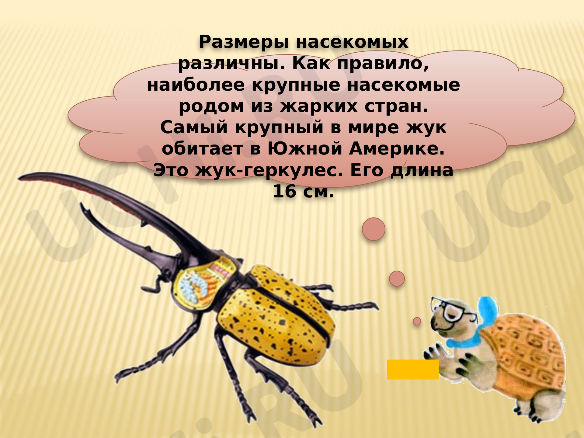 Рабочий лист Мир животных: насекомые (узнавание, называние). Главная  особенность этой группы животных, Рабочий лист, Базовый, Окружающий мир, 1  класс: Мир животных: насекомые (узнавание, называние). Главная особенность  этой группы животных | Учи.ру