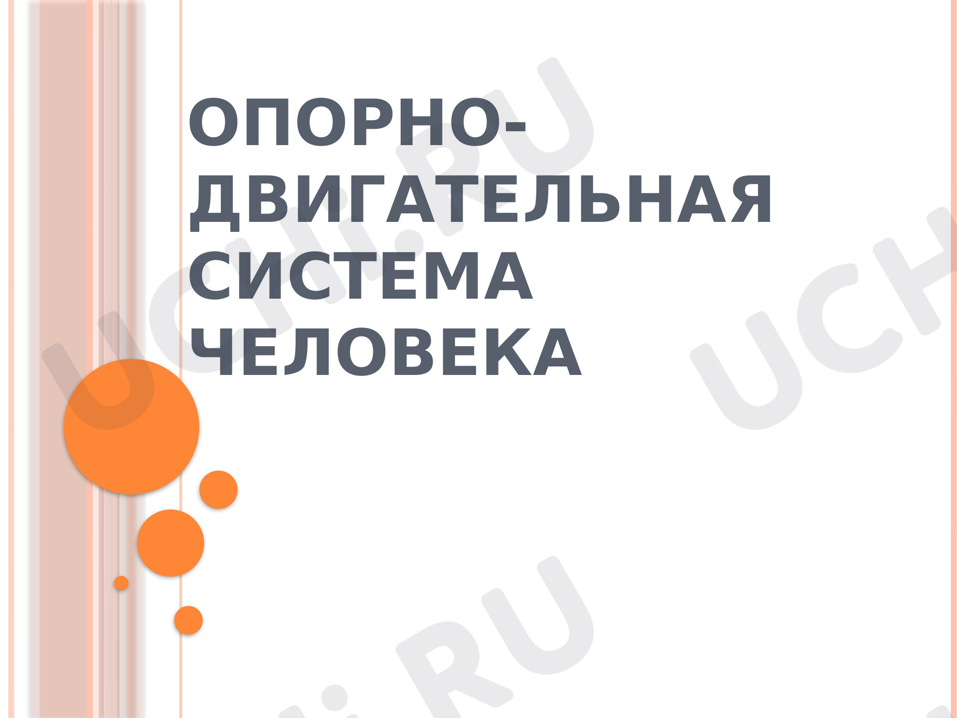 Предпросмотр материала Опорно-двигательная система