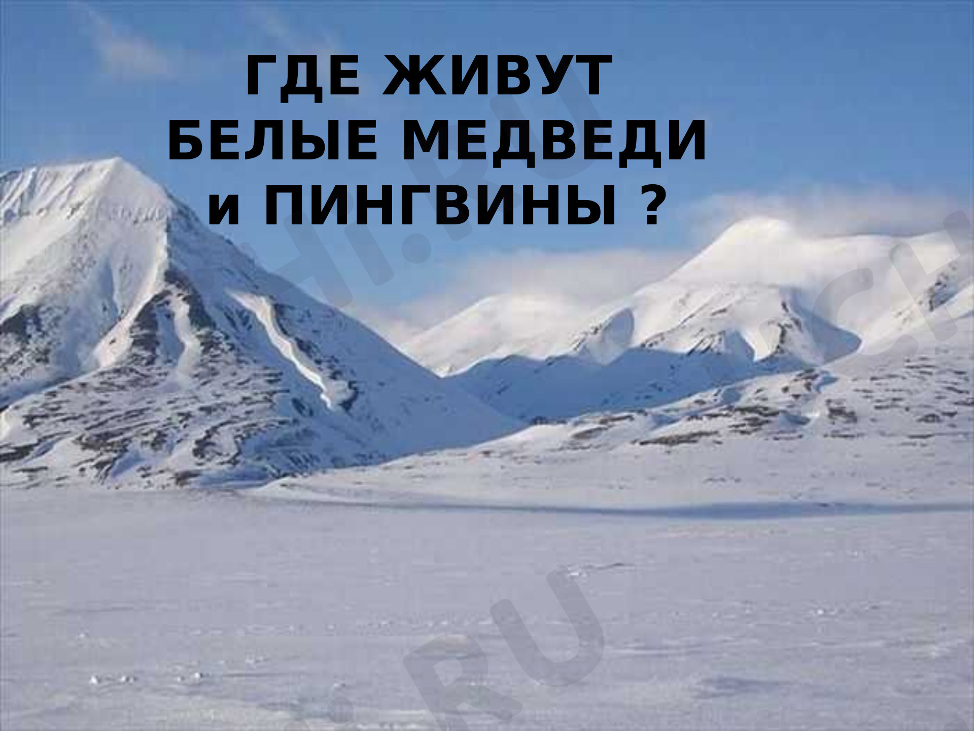 Предпросмотр материала Презентация к уроку окружающего мира. Где живут белые медведи?