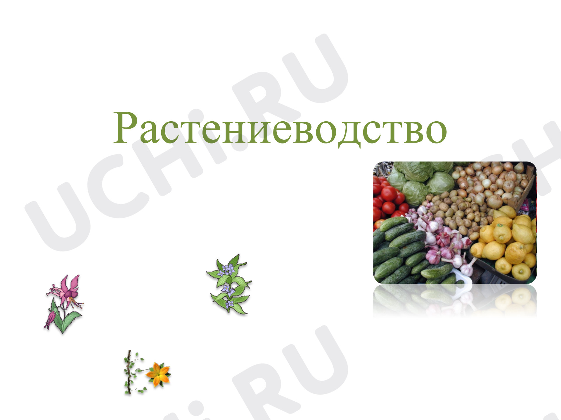 Предпросмотр материала Презентация к уроку. Растениеводство, Окружающий мир, 3 класс