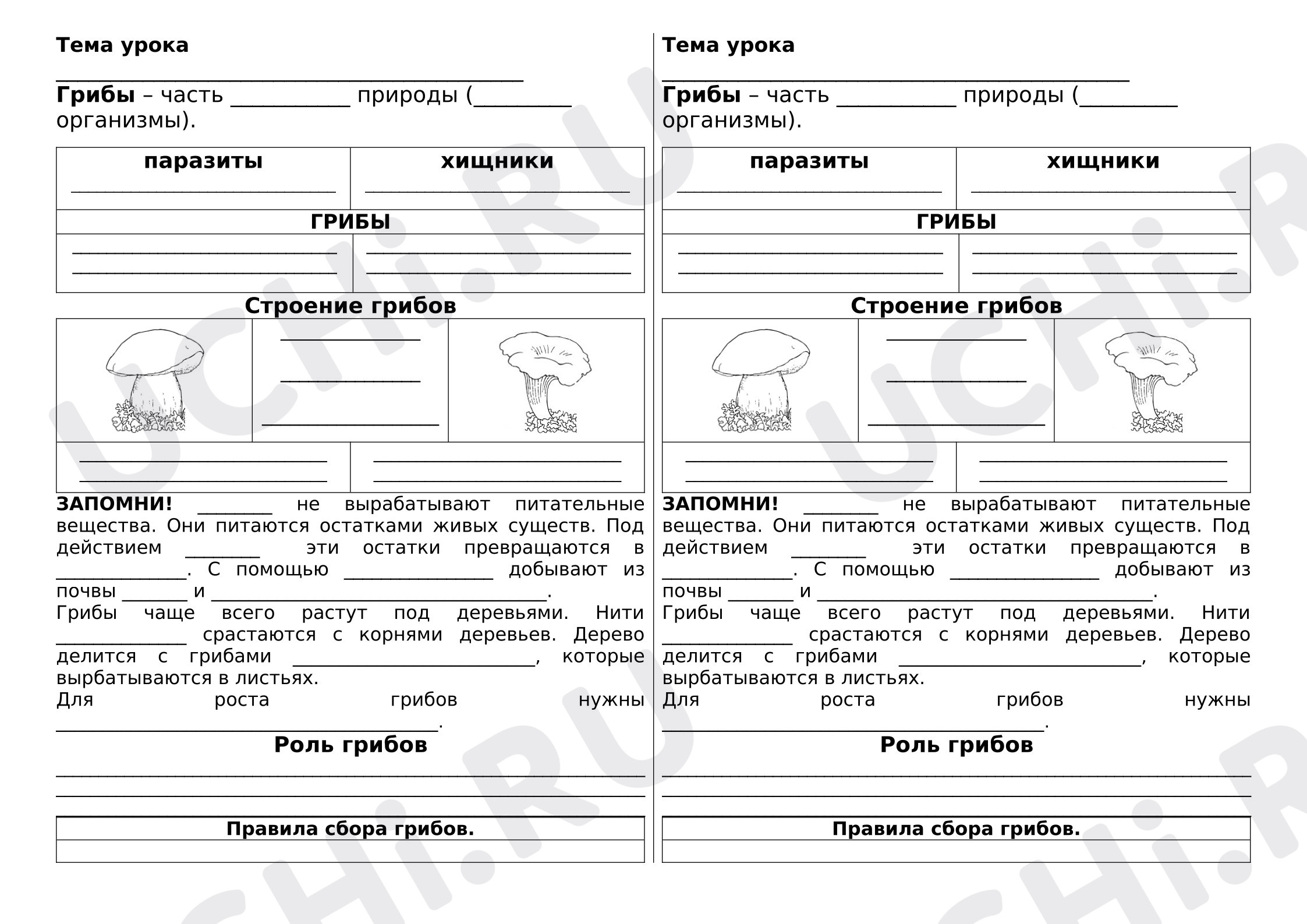Предпросмотр материала В царстве грибов