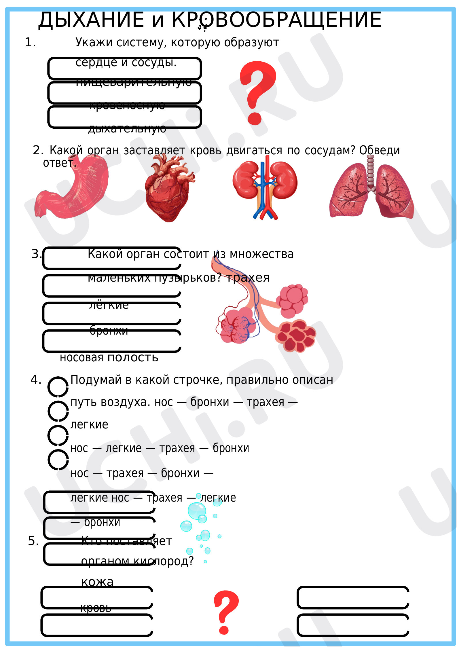 Предпросмотр материала Рабочие листы к уроку окружающего мира. Дыхание и кровообращение.