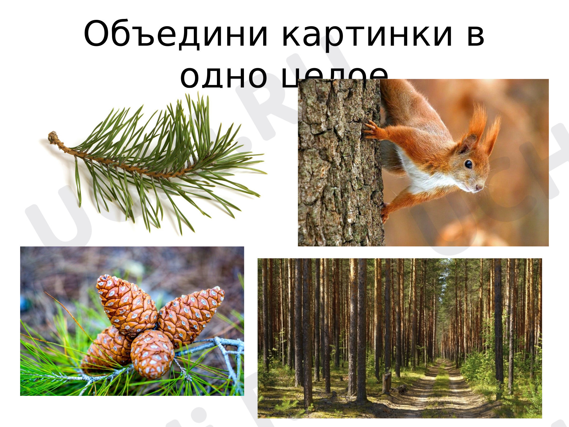 Предпросмотр материала Моя малая родина