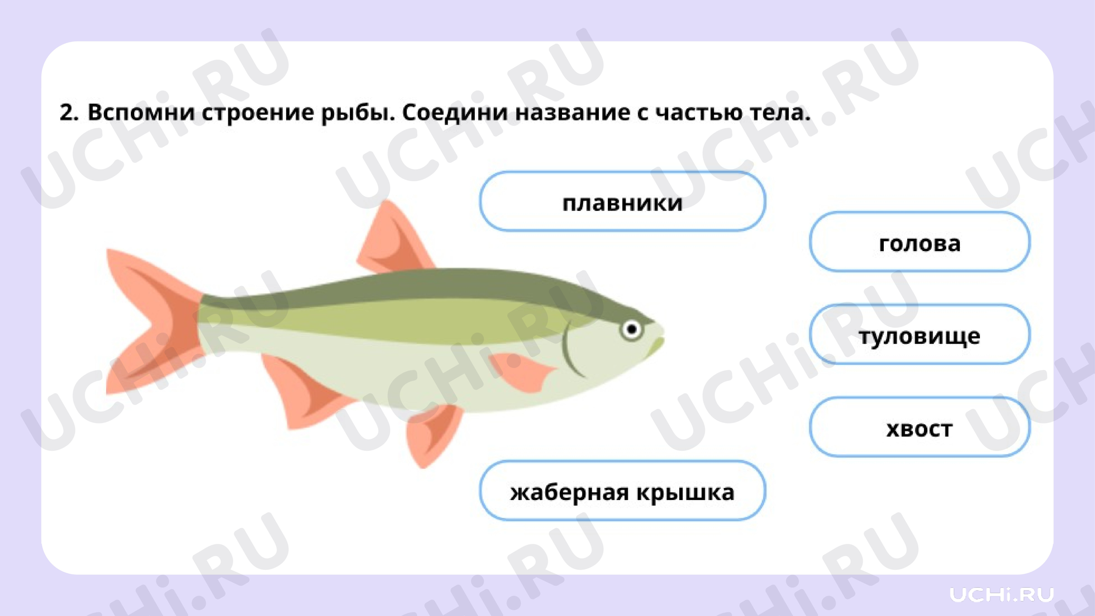 Окружающий мир для 2 четверти 1 класса. ЭОР | Подготовка к уроку от Учи.ру