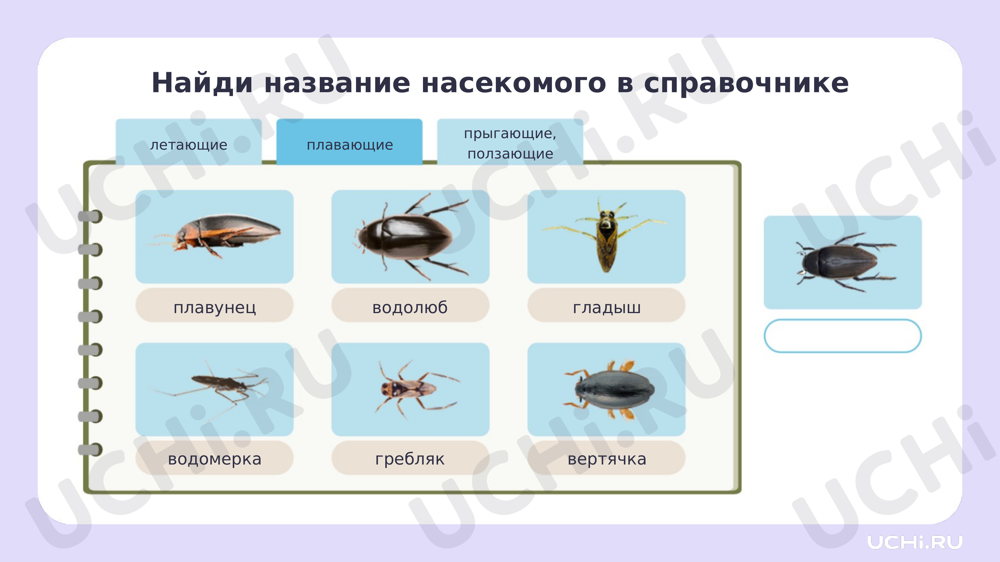 Рабочие листы по теме «Насекомые: сравнение, краткое описание внешнего  вида». Базовый уровень: Насекомые: сравнение, краткое описание внешнего  вида | Учи.ру