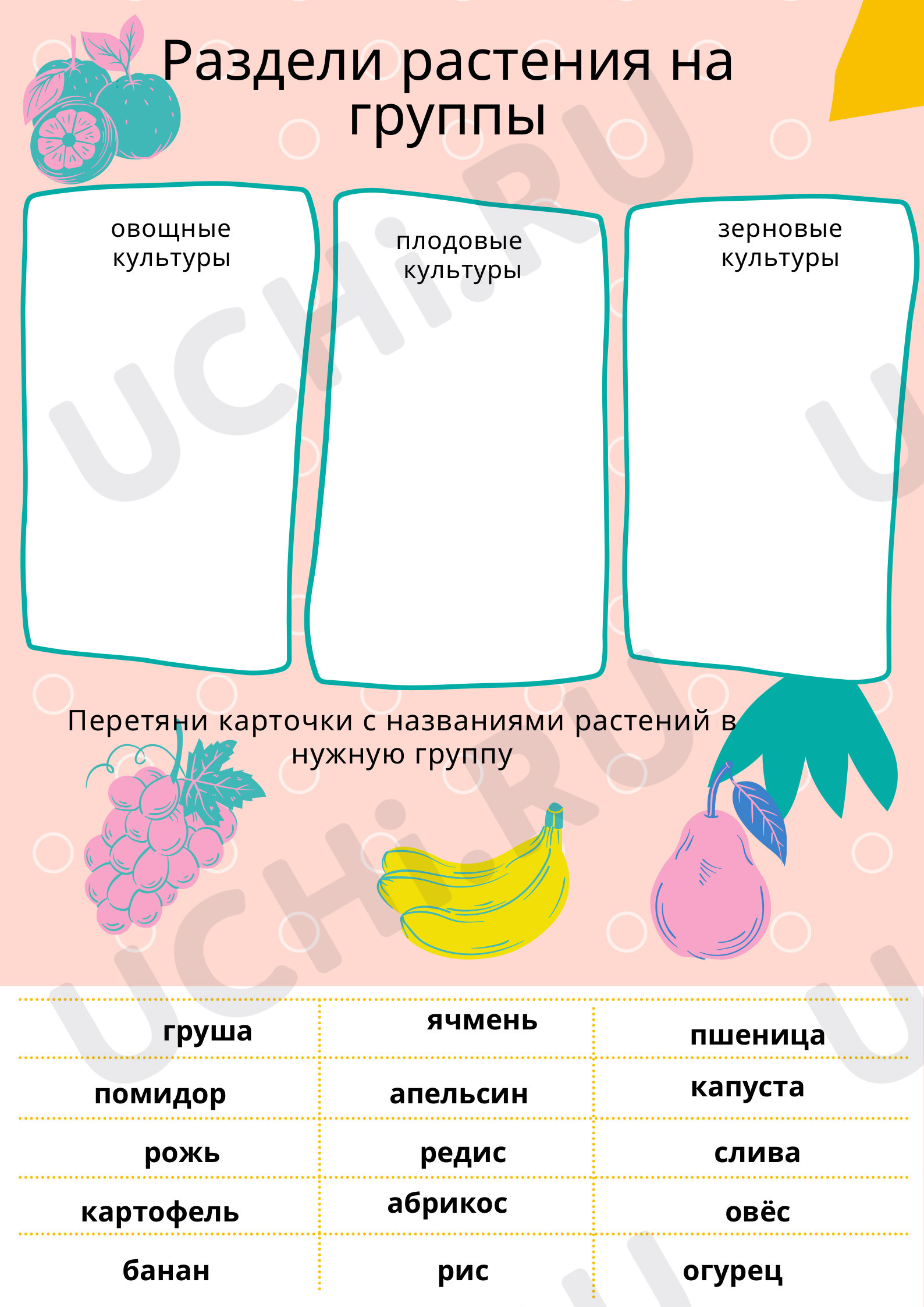 Предпросмотр материала Раздели растения на группы