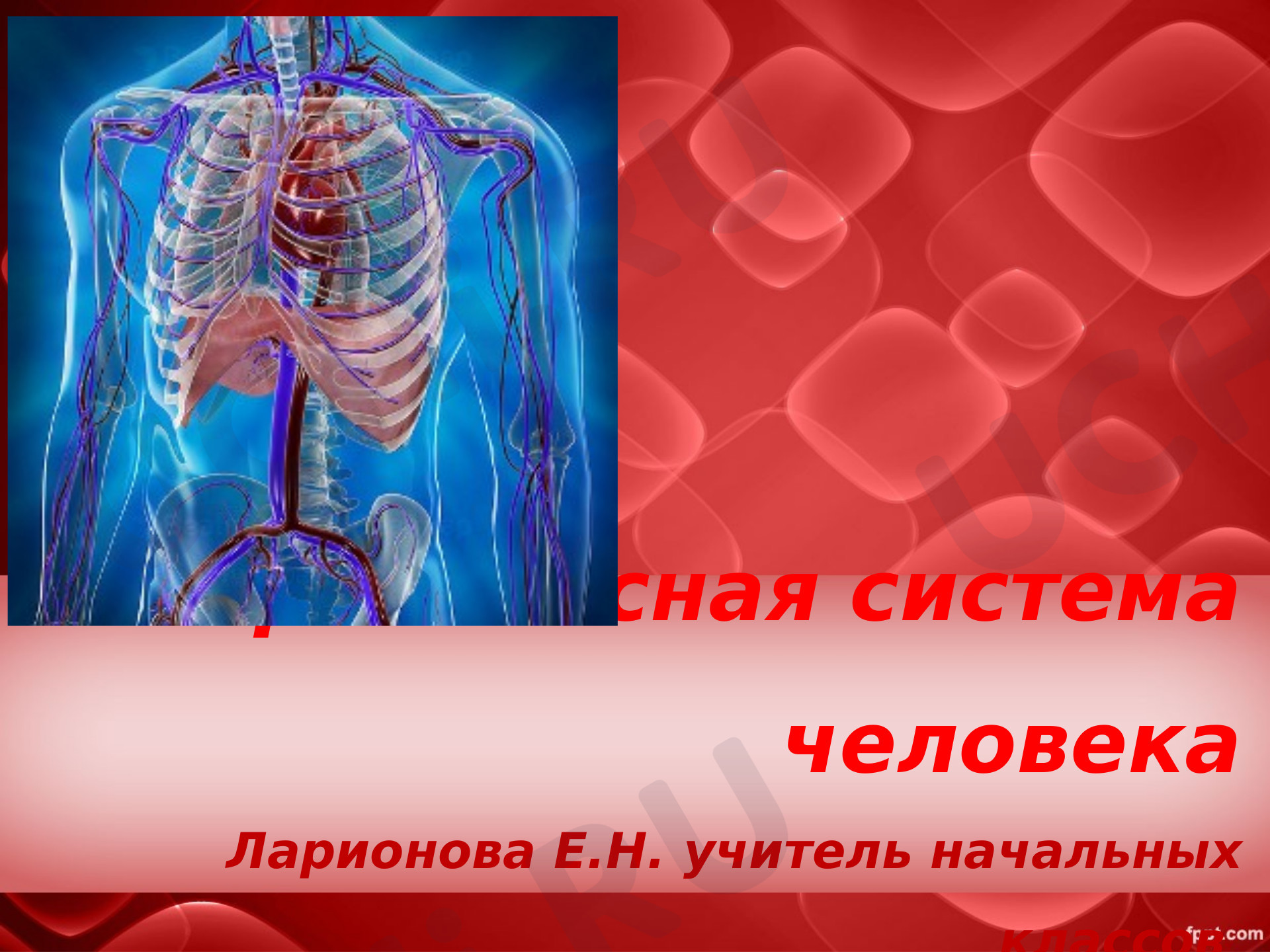 Предпросмотр материала Презентация по окружающему миру "Кровеносная система"