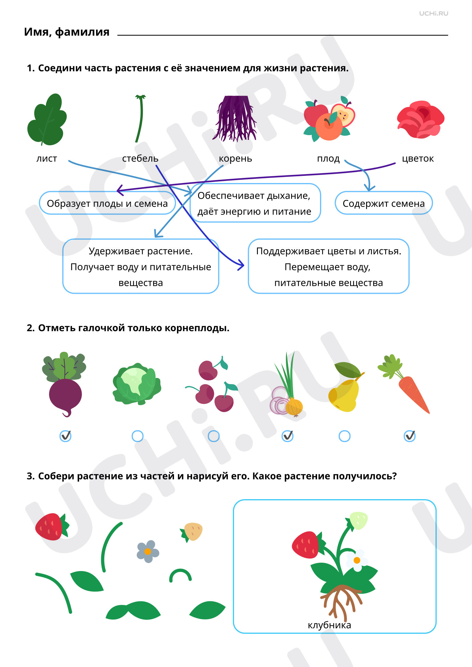 Предпросмотр материала Части растения. Ответы