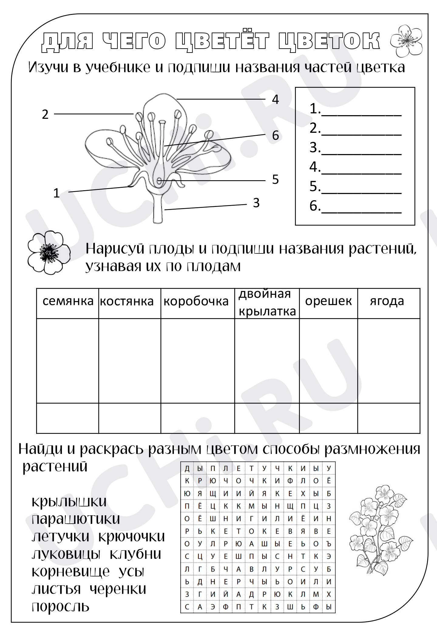 Предпросмотр материала Растения. Цветок