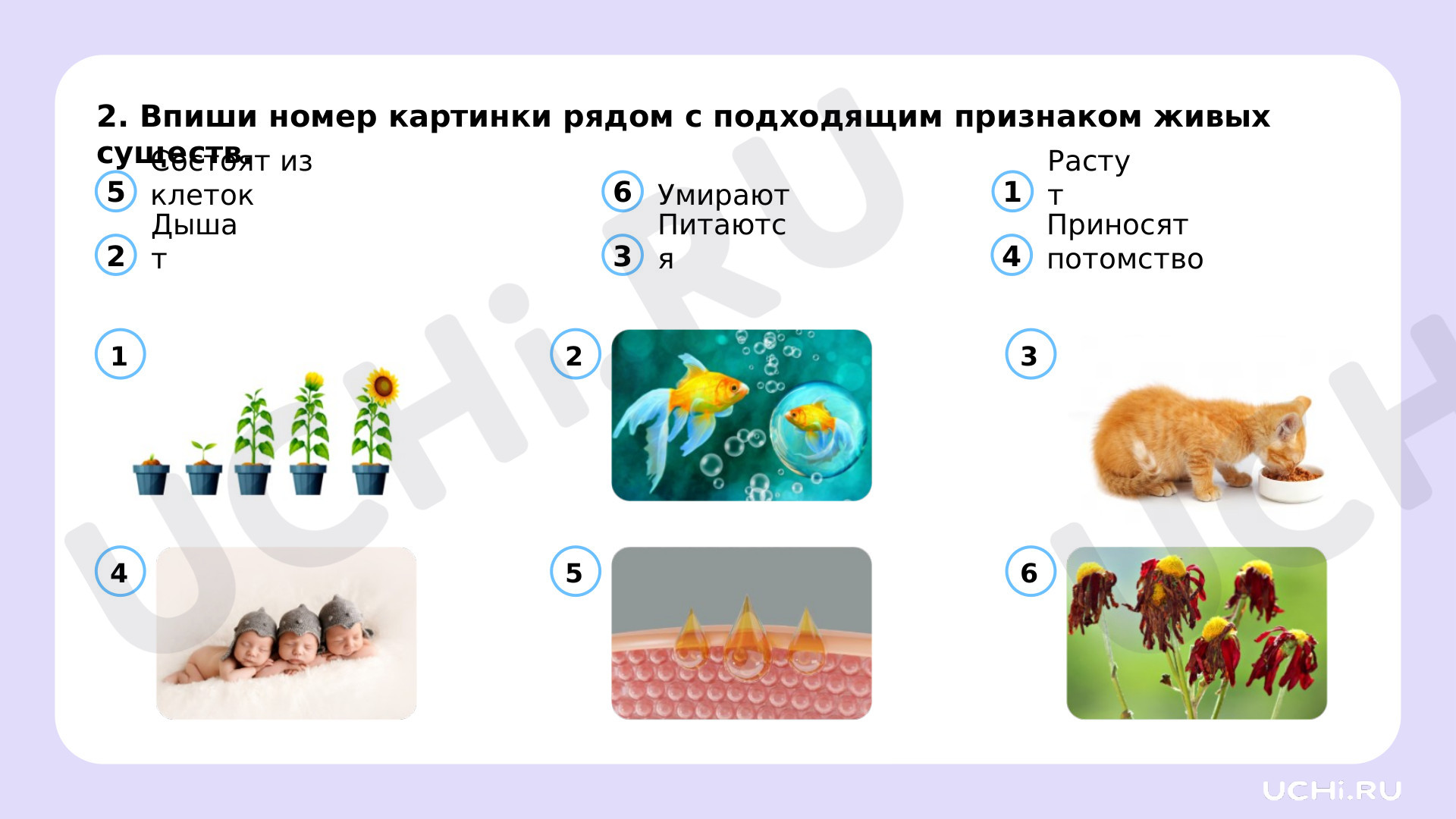 Ответы к рабочим листам по теме «Объекты живой природы. Сравнение объектов  неживой и живой природы: выделение различий»: Объекты живой природы.  Сравнение объектов неживой и живой природы: выделение различий | Учи.ру