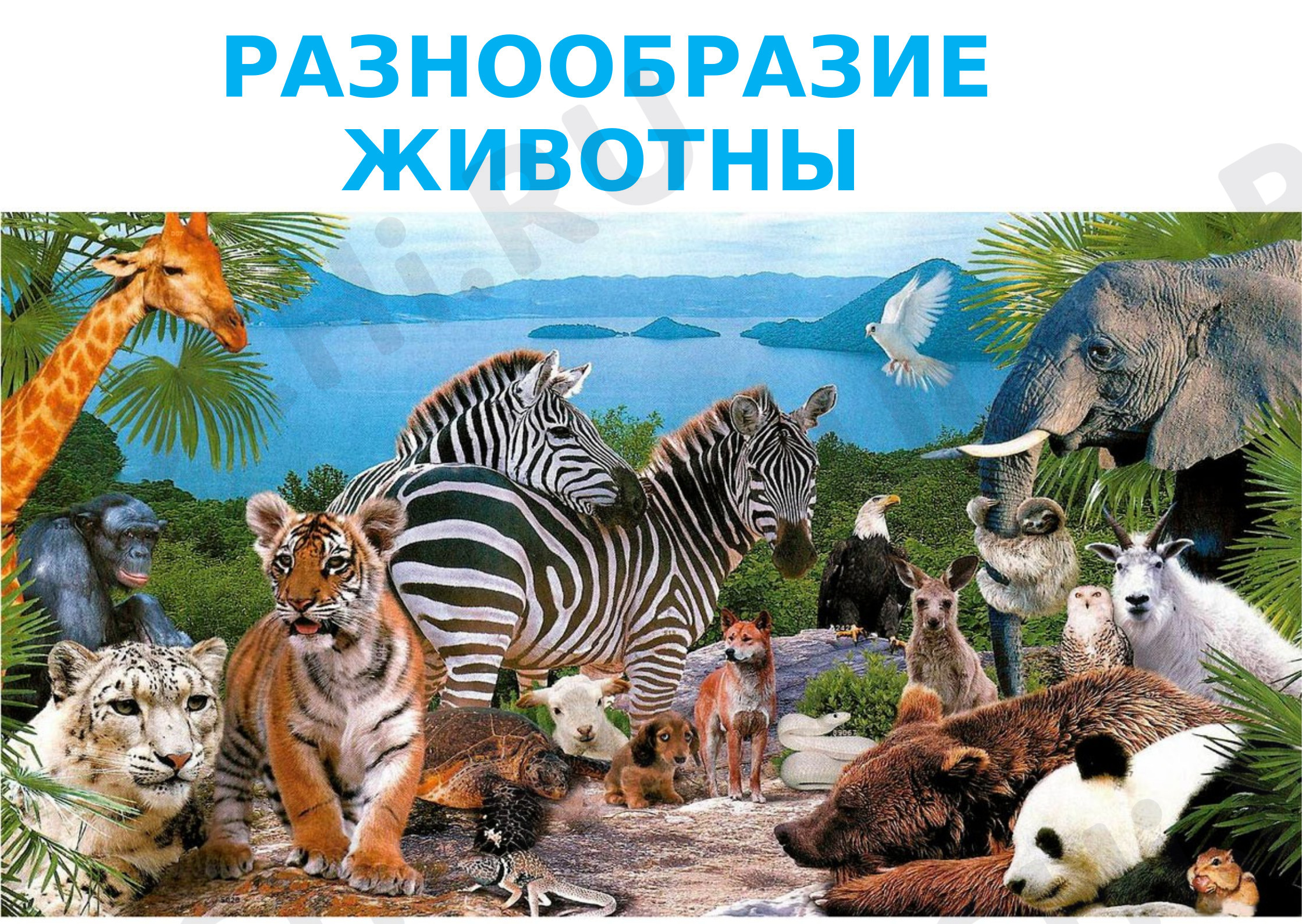 Предпросмотр материала Разнообразие животных