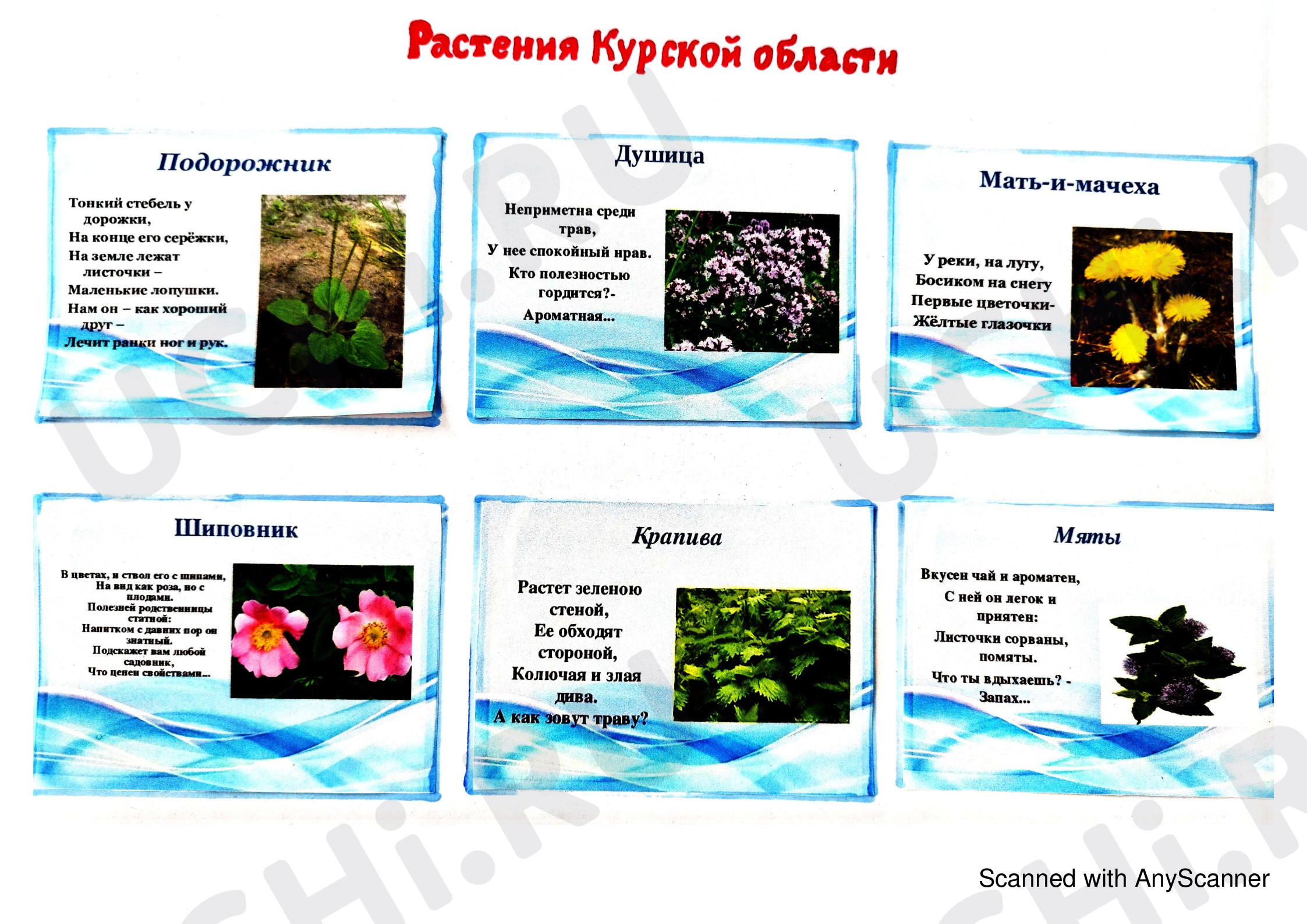 Предпросмотр материала Загадки о растениях