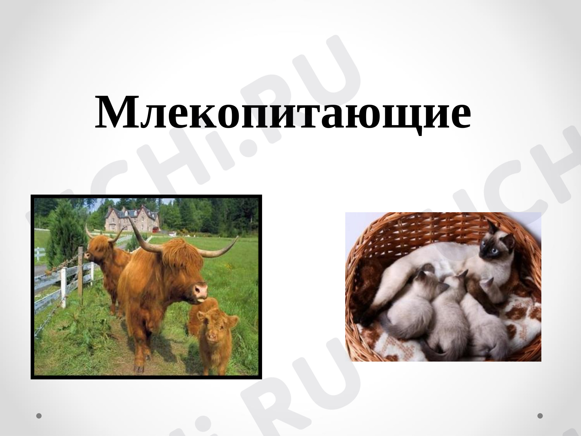 Предпросмотр материала Презентация к уроку окружающего мира. Мир животных: звери (млекопитающие). Особенности внешнего вида, передвижения, питания: узнавание, называние, описание