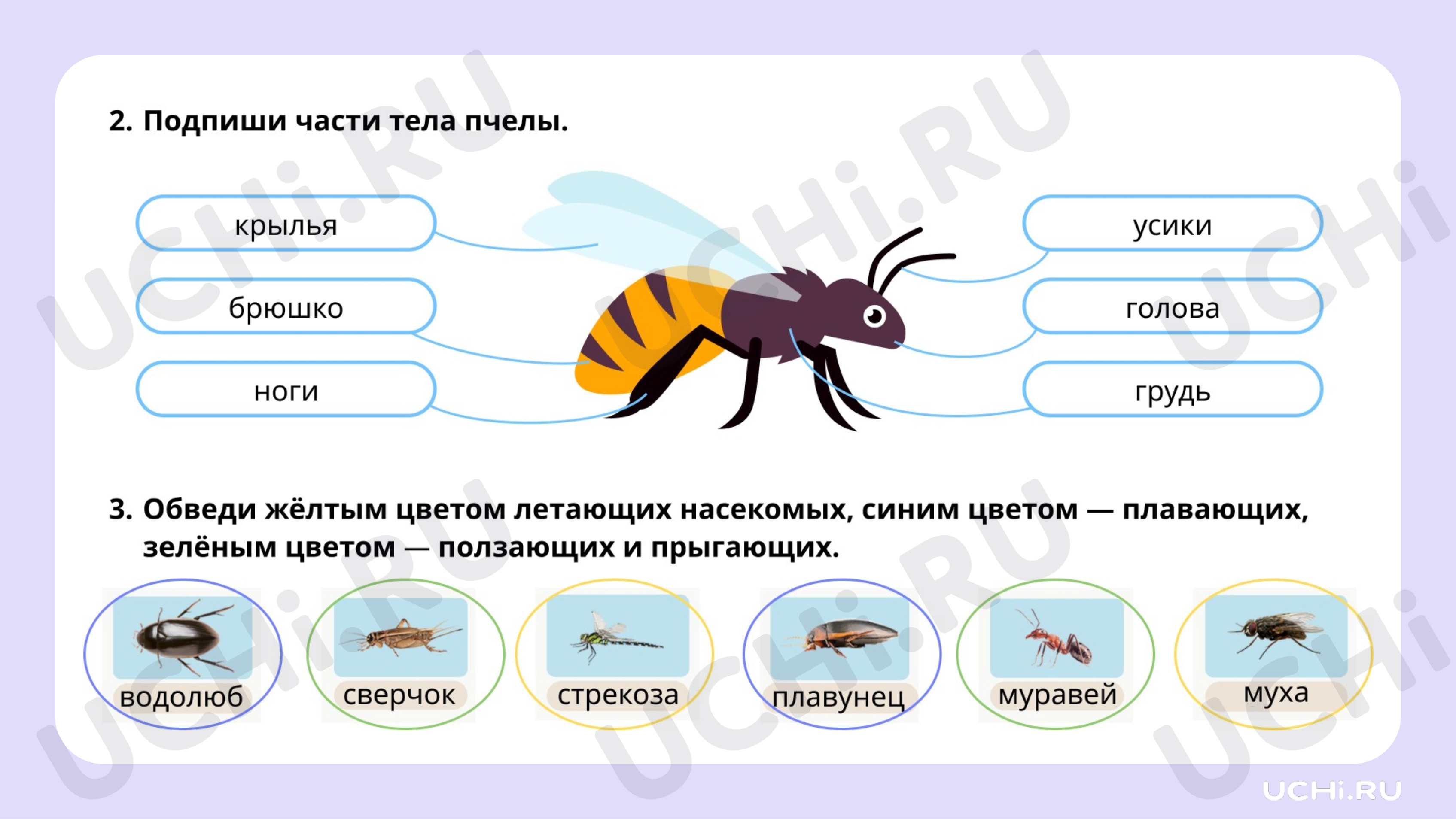 Ответы к квизу по теме «Насекомые: сравнение, краткое описание внешнего  вида». Окружающий мир, 1 класс: Насекомые: сравнение, краткое описание  внешнего вида | Учи.ру