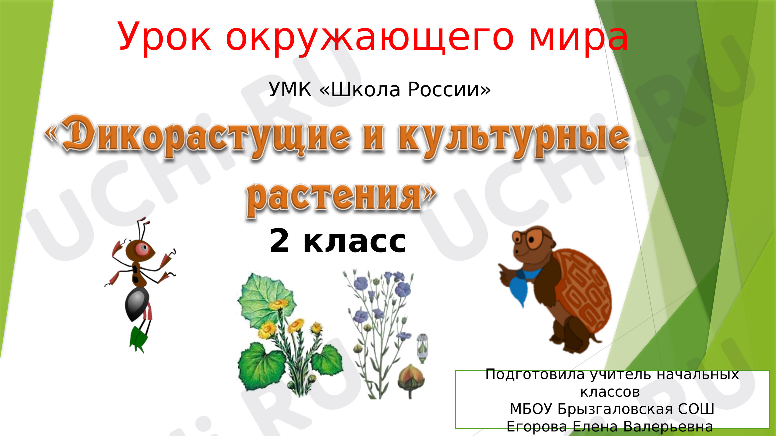 Предпросмотр материала Презентация к уроку окружающего мира по теме "Дикорастущие и культурные растения"
