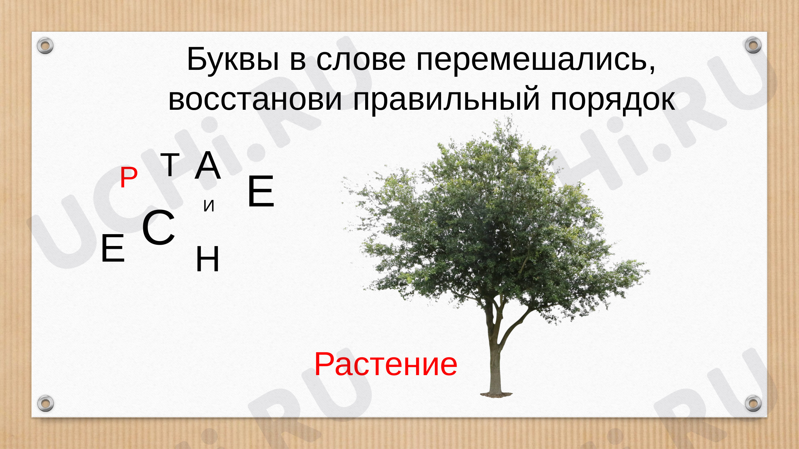 Предпросмотр материала Растение как живой организм