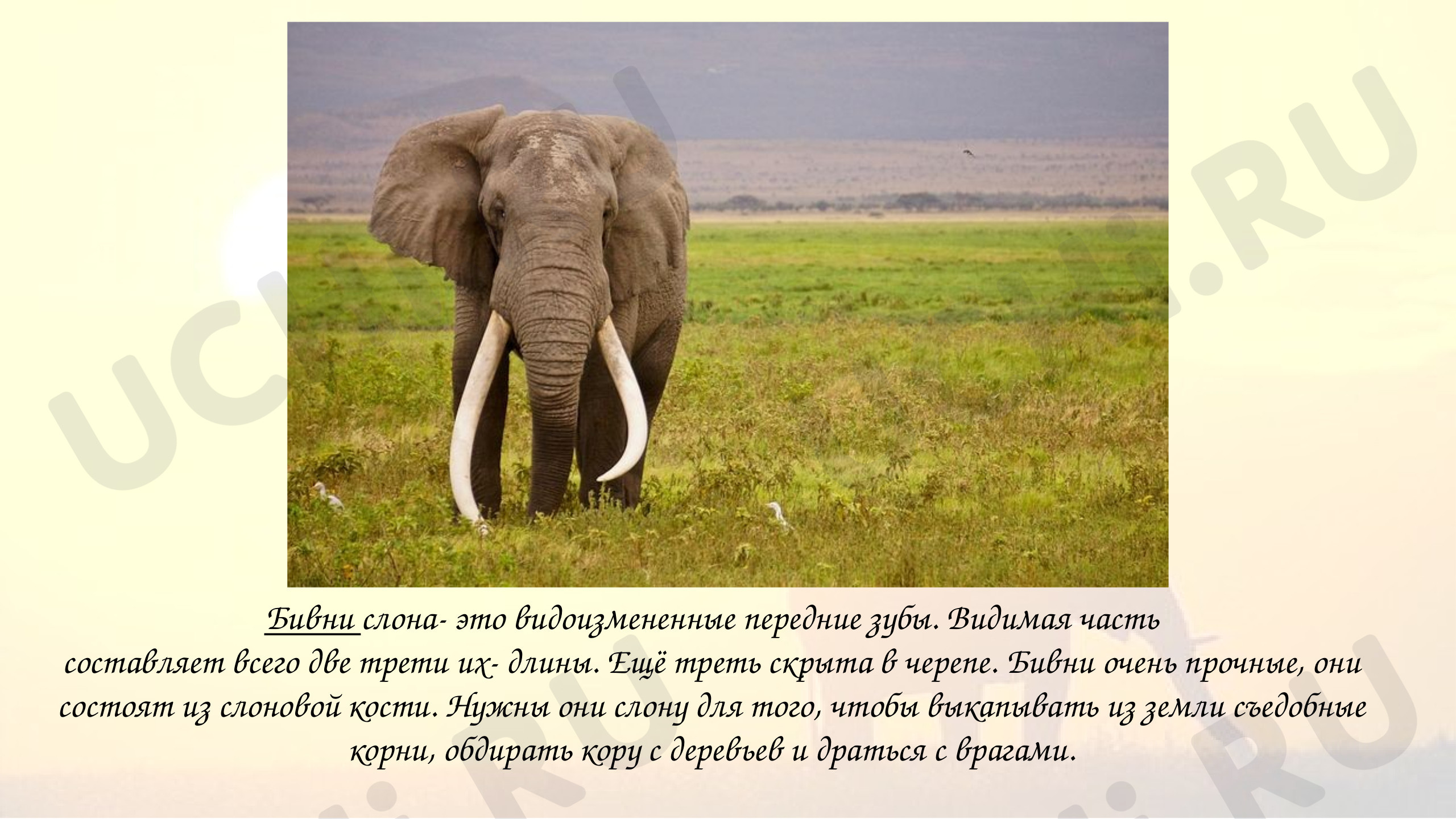 Популяция слонов. Два слона. Обои на рабочий стол слон. Слова с двумя слонами. Преимущество двух слонов.