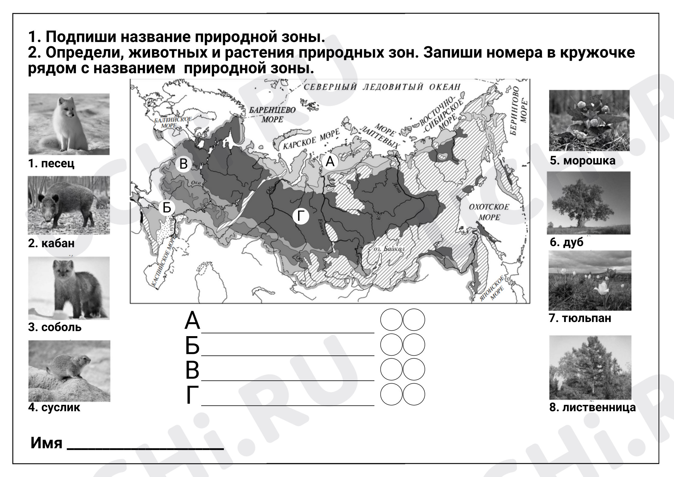 Предпросмотр материала Рабочие листы к уроку окружающего мира. Природные зоны