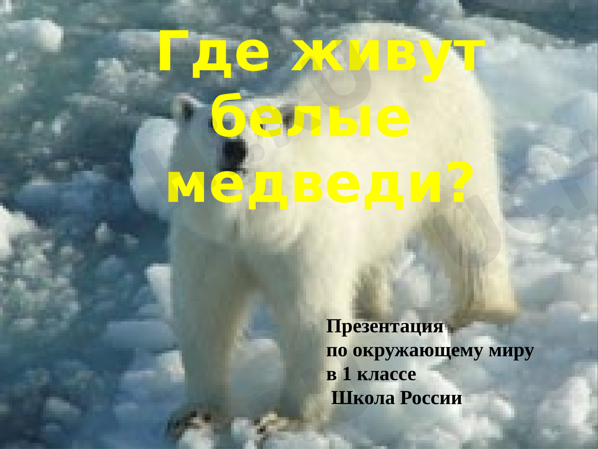 Предпросмотр материала Презентация. Мир животных. Где живут белые медведи?