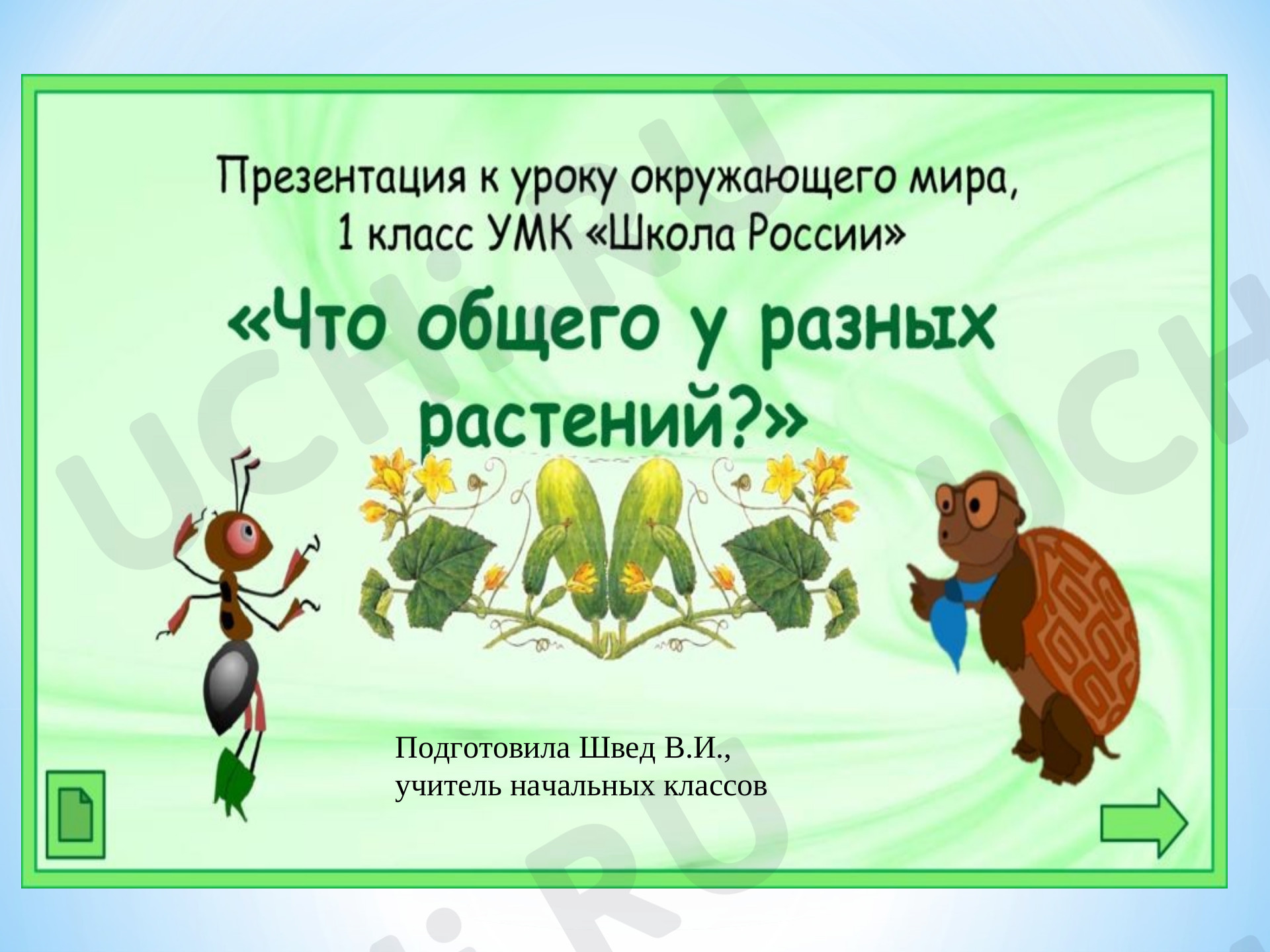 Предпросмотр материала Что общего у разных растений?
