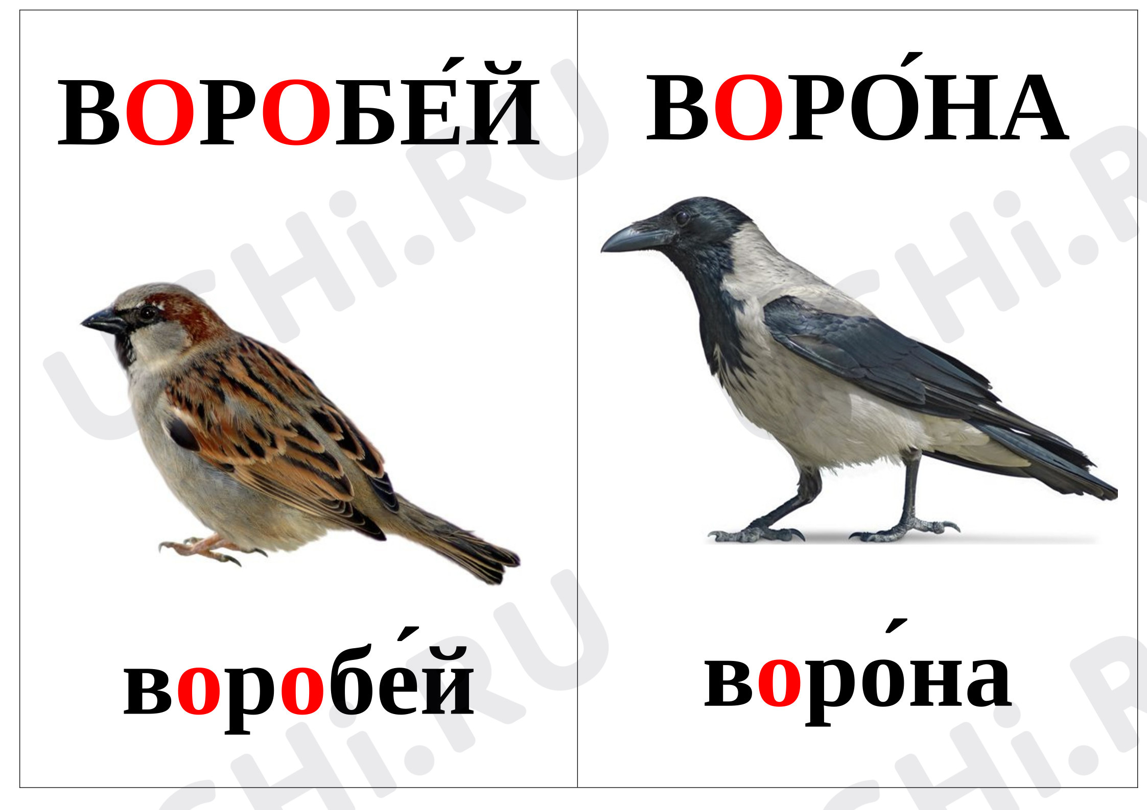 Предпросмотр материала Словарные слова в картинках