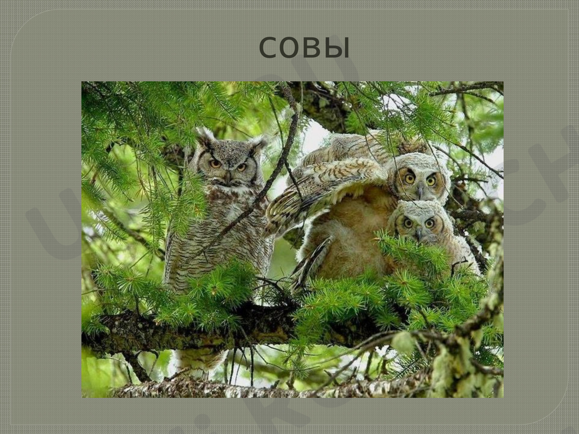 Предпросмотр материала Сова - птица мудрая