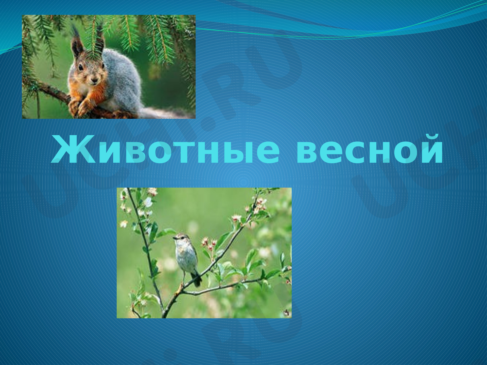 Предпросмотр материала Презентация к уроку окружающего мира. Животные весной.
